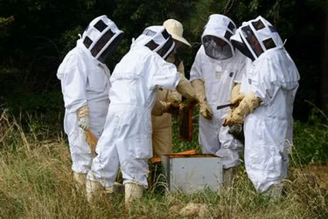 Reportage photo apiculteur Lyon – illustration métier lycée professionnel récolte du miel