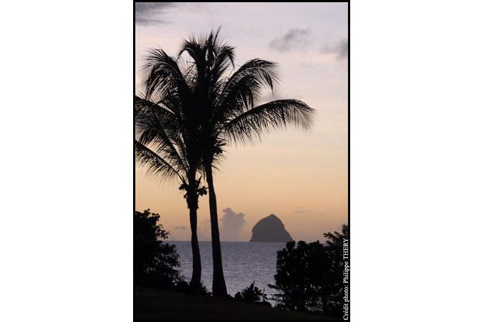palmier en ombre chinoise, mer des caraibes, le Diamant, la Martinique