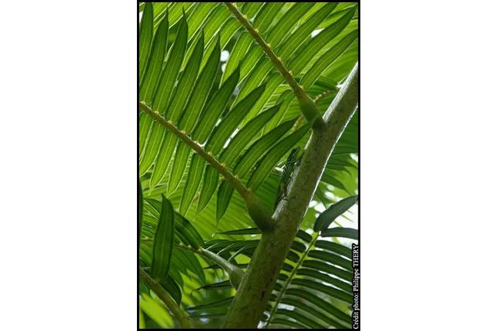 Détail d'une feuille avec un lézard vert, jardin de Balata