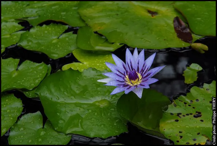 Détail de nénuphars et fleur de nénuphar, jardin de Balata, la Martinique