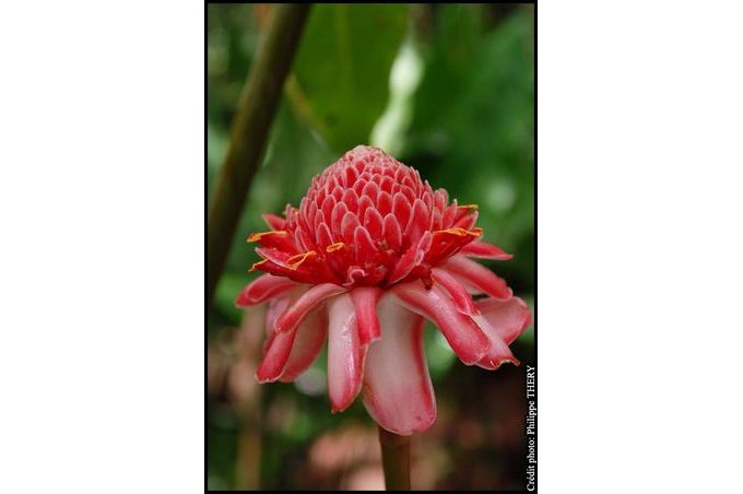 detail fleur la Martinique jardin de Balata