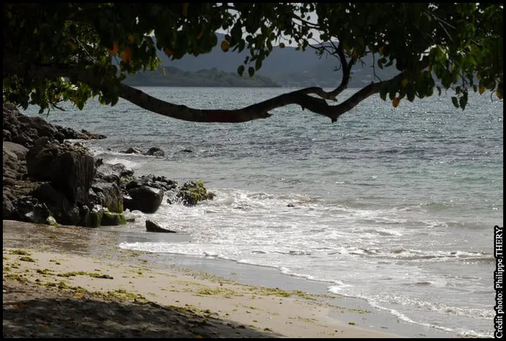 Végétation de plage, branche d'arbre avec la mer des Caraïbes en arrière-plan, la Martinique
