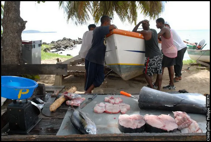 Pêcheur au travail sur la plage, découpe de poisson, la Martinique
