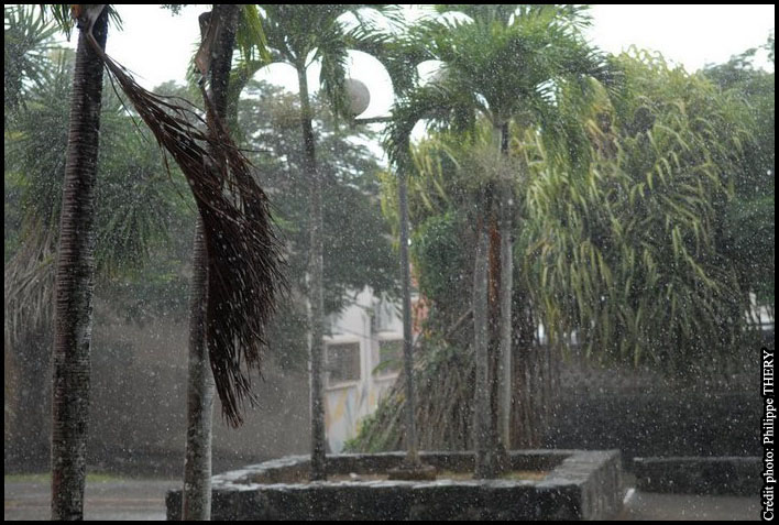 pluie tropicale et tempete dans les palmiers et arbres en Martinique