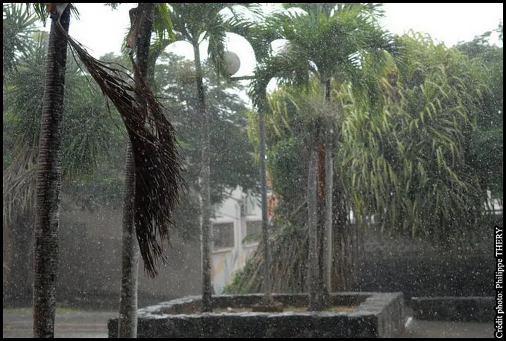 Pluie tropicale et tempête dans les palmiers et les arbres en Martinique