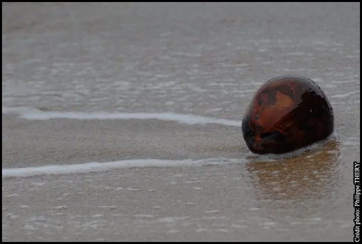 Noix de coco sauvage au bord de la mer des Caraïbes, la Martinique