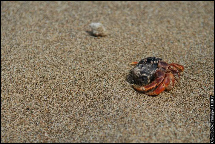 Macro d'un bernard-l'ermite sur une plage de la Martinique