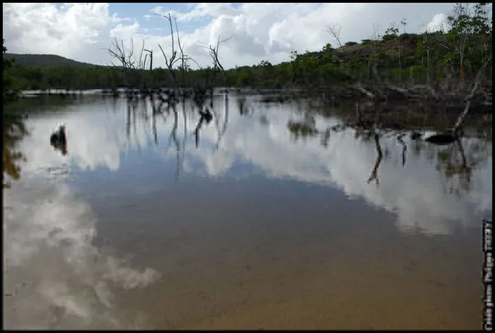 Reflet de nuages dans la mangrove, la Martinique