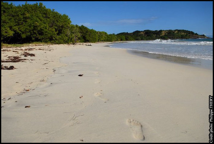 plage de sable blanc la Martinique, les caraibes